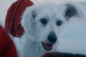 Krypto Dog Breed Superman 2025 New Film Movie